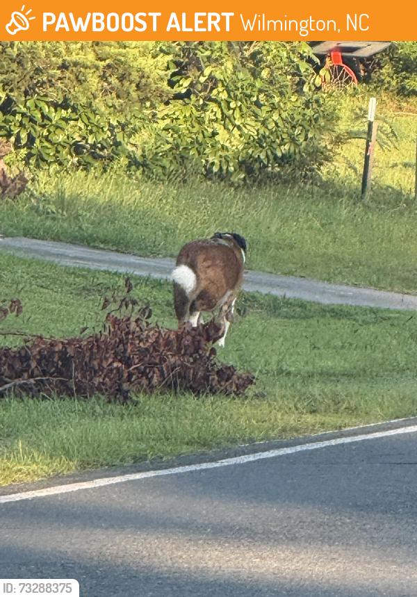 Found/Stray Unknown Dog last seen Heading toward college, Wilmington, NC 28409