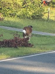 Found/Stray Unknown Dog last seen Heading toward college, Wilmington, NC 28409