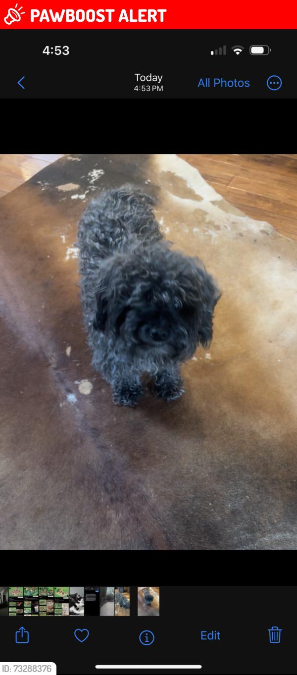 Lost Female Dog last seen voyager and interquest, Colorado Springs, CO 80908