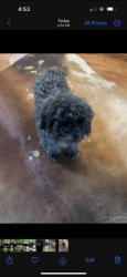 Lost Female Dog last seen voyager and interquest, Colorado Springs, CO 80908