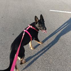 Lost Female Dog last seen Stockdale hwy and 99 freeway, Bakersfield, CA 93309