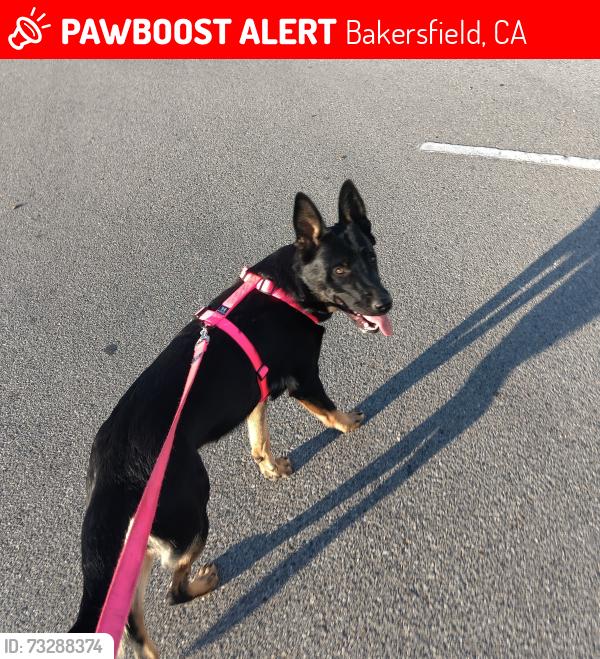 Lost Female Dog last seen Stockdale hwy and 99 freeway, Bakersfield, CA 93309