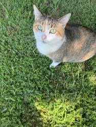 Lost Female Cat last seen Friendship Church on Friendship Patterson Mill Rd, Burlington, NC 27215