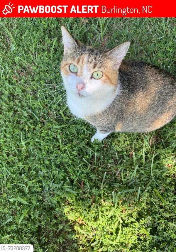 Lost Female Cat last seen Friendship Church on Friendship Patterson Mill Rd, Burlington, NC 27215