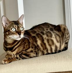 Lost Female Cat last seen Runnells Lane L23, Crosby, England 
