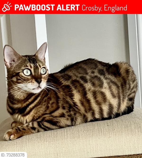 Lost Female Cat last seen Runnells Lane L23, Crosby, England 