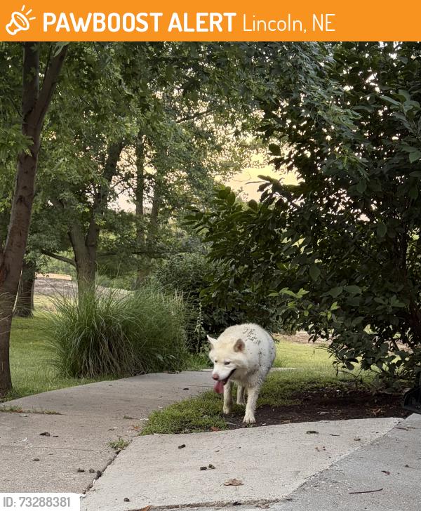 Found/Stray Unknown Dog last seen 56th and Liberty Ln, Lincoln, NE 68516