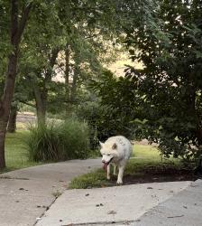 Found/Stray Unknown Dog last seen 56th and Liberty Ln, Lincoln, NE 68516