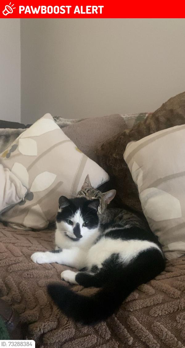 Lost Female Cat last seen Ballywalter, Ballywalter, Northern Ireland BT22 2PU