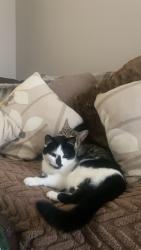 Lost Female Cat last seen Ballywalter, Ballywalter, Northern Ireland BT22 2PU