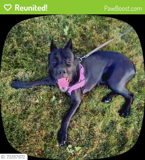 Reunited Female Dog last seen wingfield hills road, Sparks, NV 89436