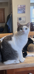 Reunited Female Cat last seen Kemper Center, Kenosha, WI 53143