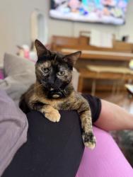 Lost Female Cat last seen Country Ln near Deer Trail Way / Hacienda Dr in Scotts Valley, Scotts Valley, CA 95066