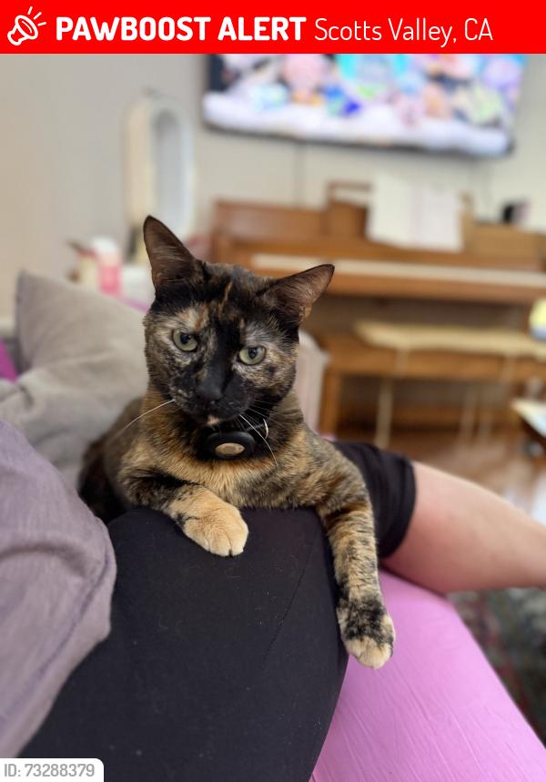 Lost Female Cat last seen Country Ln near Deer Trail Way / Hacienda Dr in Scotts Valley, Scotts Valley, CA 95066