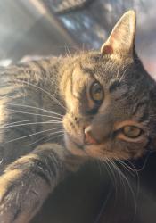 Reunited Male Cat last seen Murray Hill Road, Fayetteville, NC 28303