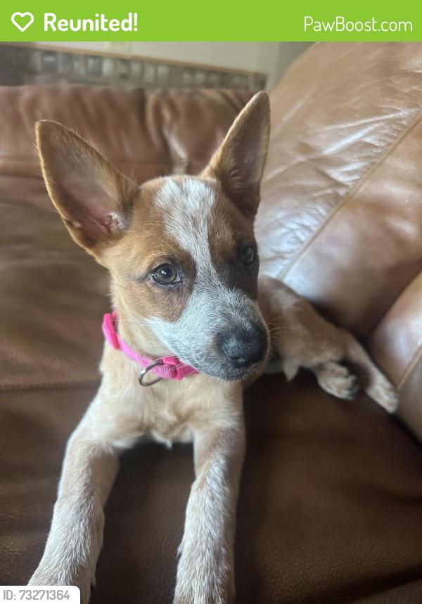 Reunited Female Dog last seen Fire Station 1, Ocala, FL 34479