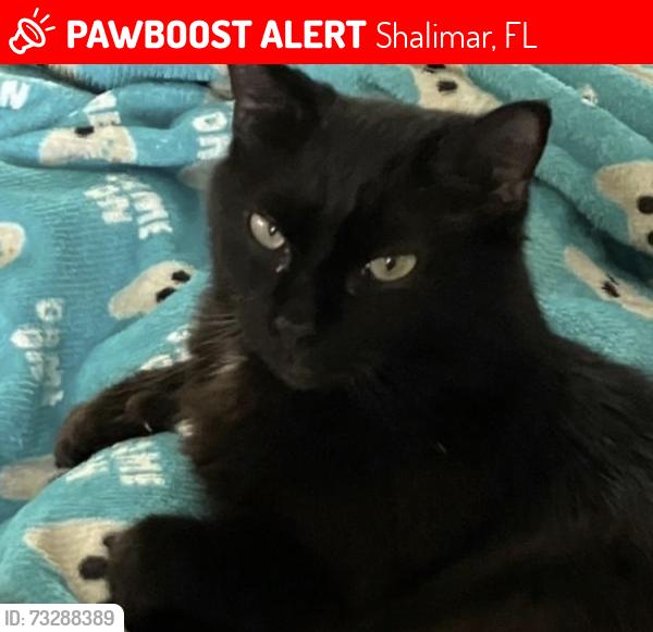 Lost Female Cat last seen 8th Ave and 8th street shalimar, Shalimar, FL 32579