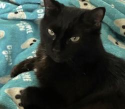 Lost Female Cat last seen 8th Ave and 8th street shalimar, Shalimar, FL 32579