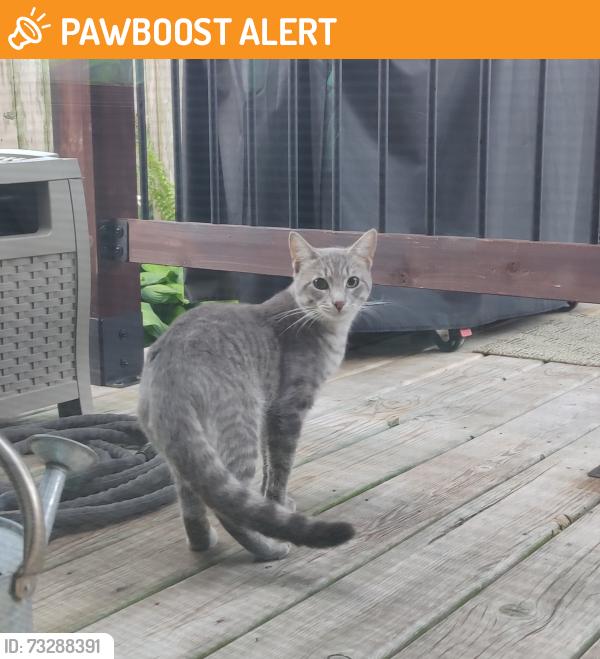 Found/Stray Male Cat last seen Ecorse and Grove Road, Ypsilanti Township, MI 48198