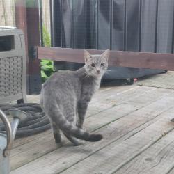Found/Stray Male Cat last seen Ecorse and Grove Road, Ypsilanti Township, MI 48198