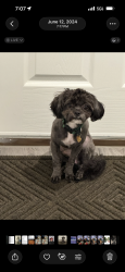 Reunited Male Dog last seen Pleasant null circle, Forney, TX 75126