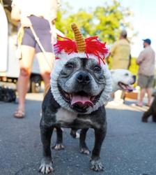 Shelter Stray Female Dog last seen CHARLOTTE, 8315 Byrum Dr, Charlotte, NC 28217, USA