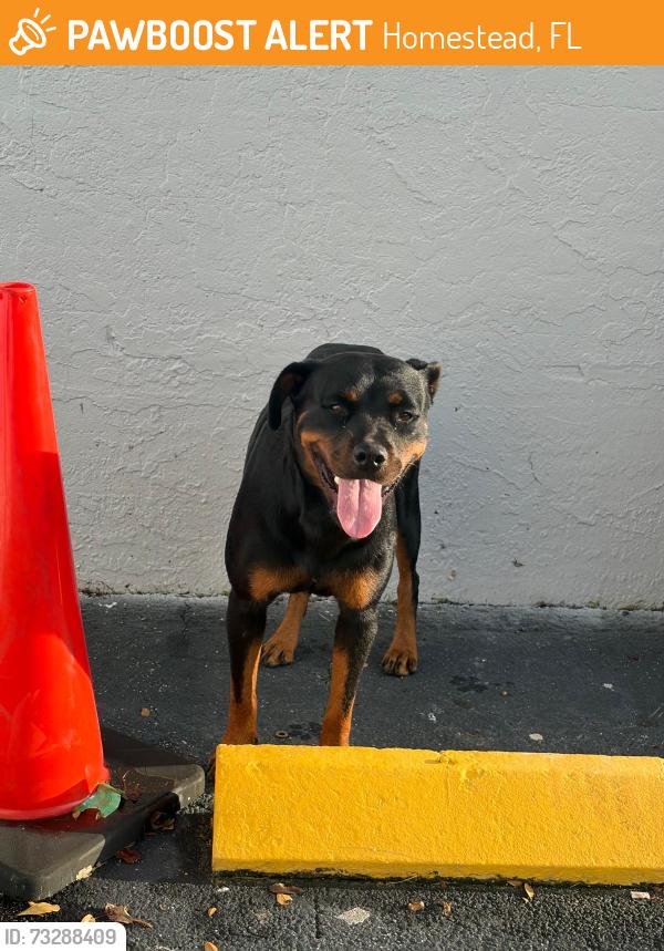 Found/Stray Female Dog last seen Near n krome ave hmstd 33030, Homestead, FL 33030