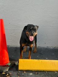Found/Stray Female Dog last seen Near n krome ave hmstd 33030, Homestead, FL 33030