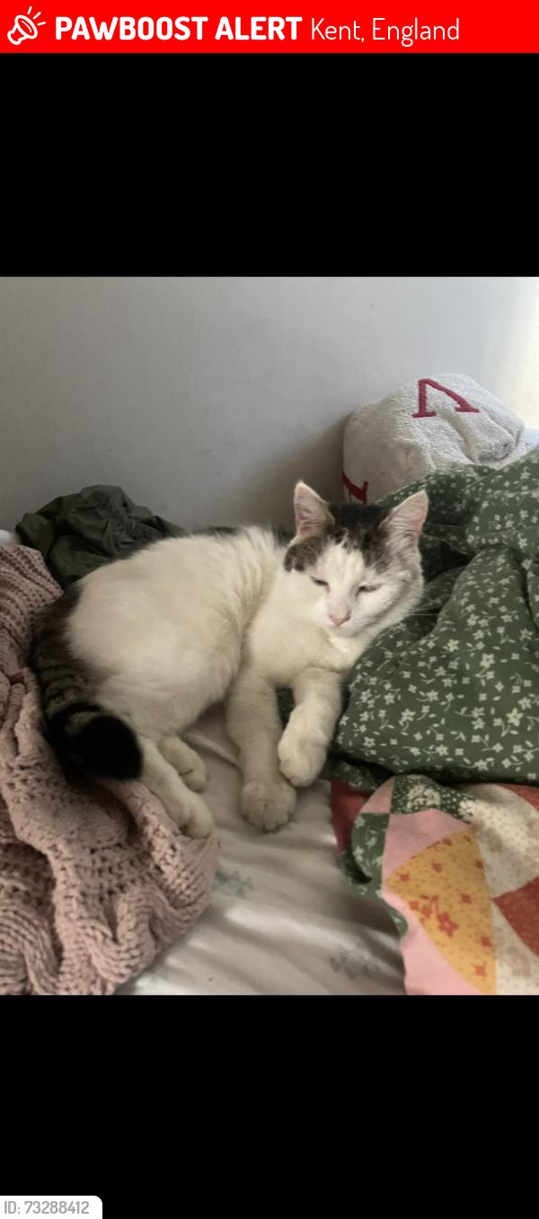 Lost Male Cat last seen Near Elephant & Castle, Kent, England 