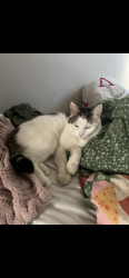 Lost Male Cat last seen Near Elephant & Castle, Kent, England 