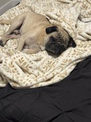 Reunited Male Dog last seen Brian 75052, Grand Prairie, TX 75050