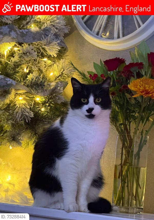 Lost Male Cat last seen Elm street, Lancashire, England 