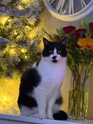 Lost Male Cat last seen Elm street, Lancashire, England 