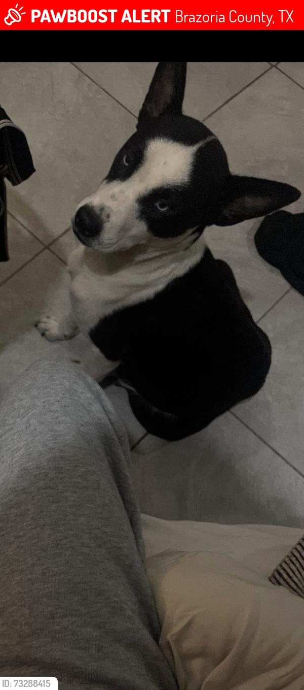 Lost Female Dog last seen Rosharon, Brazoria County, TX 77583