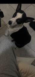 Lost Female Dog last seen Rosharon, Brazoria County, TX 77583