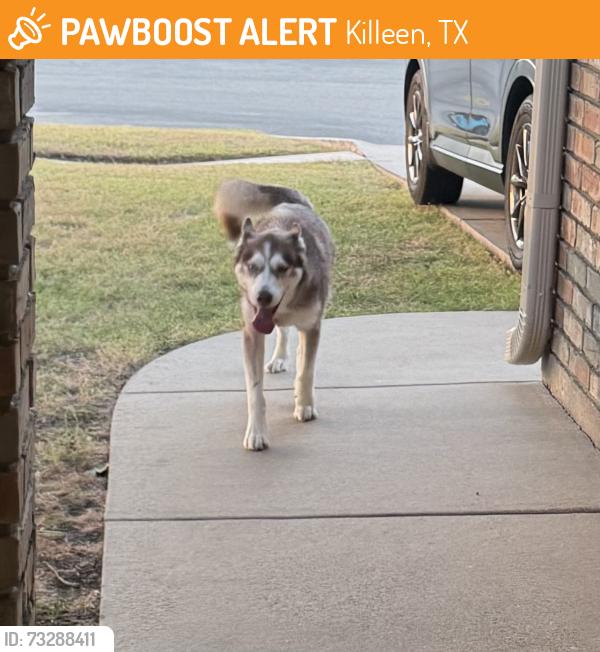 Found/Stray Unknown Dog last seen On Stallion Dr off of Robinett Rd, Killeen, TX 76549