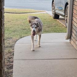 Found/Stray Unknown Dog last seen On Stallion Dr off of Robinett Rd, Killeen, TX 76549