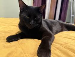 Lost Male Cat last seen Maltby Road/Hwy 9, Woodinville, WA 98072
