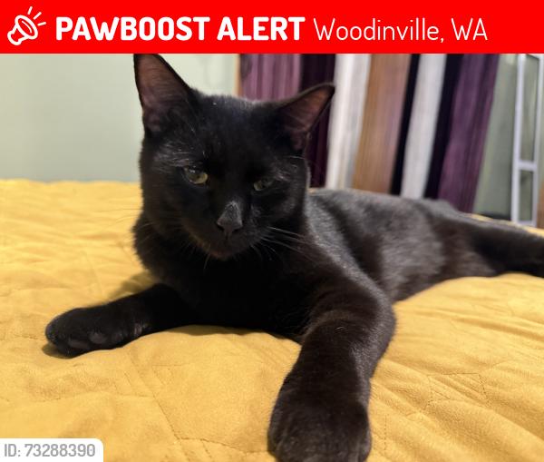 Lost Male Cat last seen Maltby Road/Hwy 9, Woodinville, WA 98072