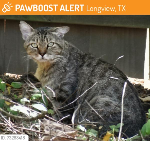Found/Stray Unknown Cat last seen Hollybrook and Fourth, Longview, TX 75605