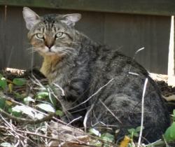 Found/Stray Unknown Cat last seen Hollybrook and Fourth, Longview, TX 75605