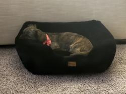 Reunited Female Dog last seen Tamaya, Jacksonville, FL 32246