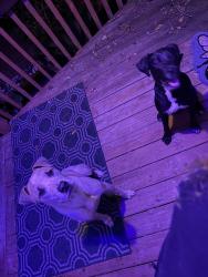 Found/Stray Male Dog last seen Michie place, Fayetteville, NC 28314