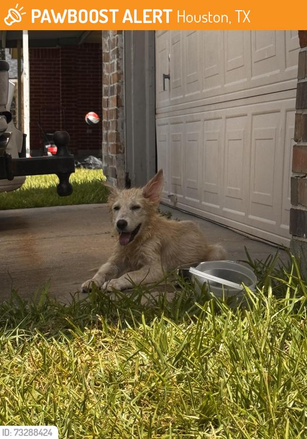 Found/Stray Male Dog last seen Blackhawk and Fuqua, Houston, TX 77075