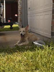 Found/Stray Male Dog last seen Blackhawk and Fuqua, Houston, TX 77075