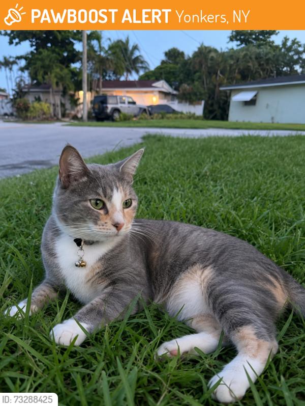 Found/Stray Female Cat last seen Yonkers, Yonkers, NY 10708
