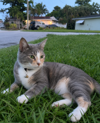 Found/Stray Female Cat last seen Yonkers, Yonkers, NY 10708