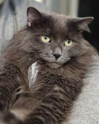 Reunited Female Cat last seen Bayview and Eglinton, Toronto, ON M4G 3C5