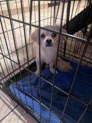 Found/Stray Female Dog last seen 30th west /O-8 west Palmdale, Palmdale, CA 93551