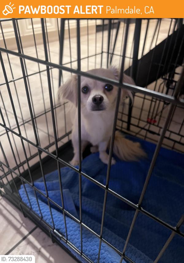 Found/Stray Female Dog last seen 30th west /O-8 west Palmdale, Palmdale, CA 93551